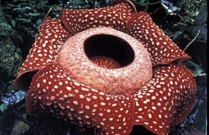 firstclass-Rafflesia